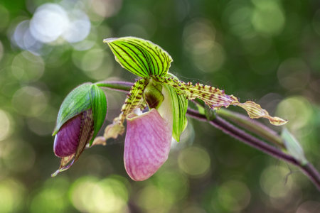 Beautiful orchid in the park.の写真素材