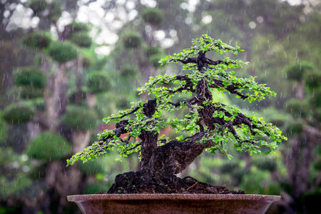 Bonsai trees in pots in the atmosphere is raining.の写真素材