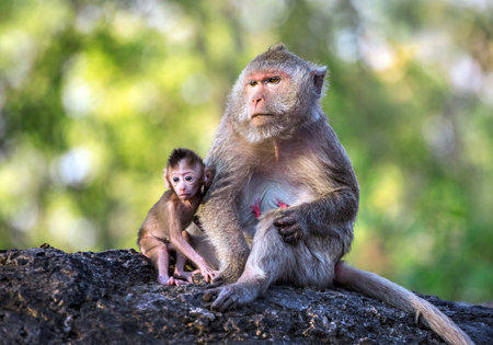 Mother monkey and baby resting in the forestの写真素材