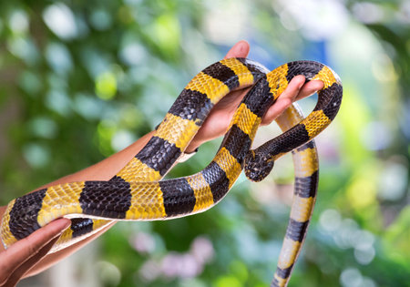 color and pattern of the  Banded krait snake( Bungarus fasciatus).の写真素材