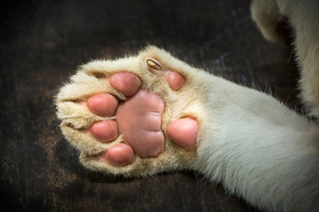 Paw of the White Lion Baby.の写真素材