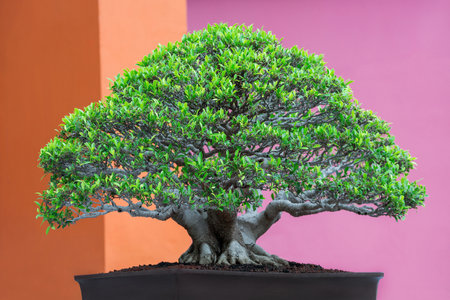 Bonsai trees in pots.の写真素材