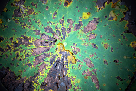 Pattern of colorful leaves.の写真素材