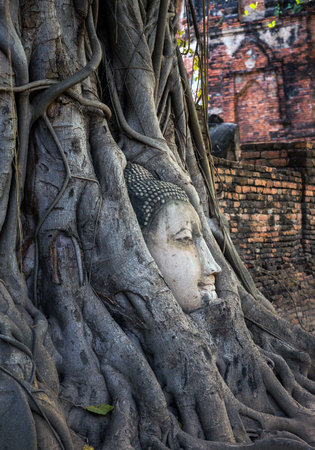 Buddha head in the tree, Wat Mahathat, Ayutthaya, Thailand.の写真素材