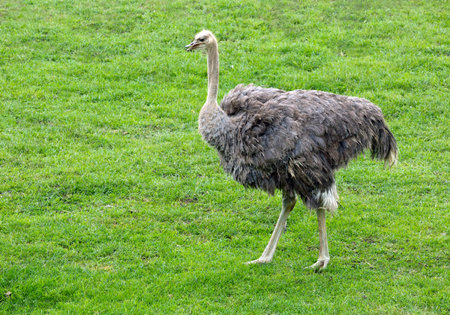 Ostrich resting in the natural atmosphere.の写真素材