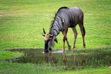 wildebeest is living on the grassland.の写真素材