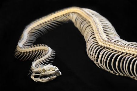 Skeletal python on black background.の写真素材