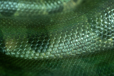 Colorful patterned skin of the green anaconda.