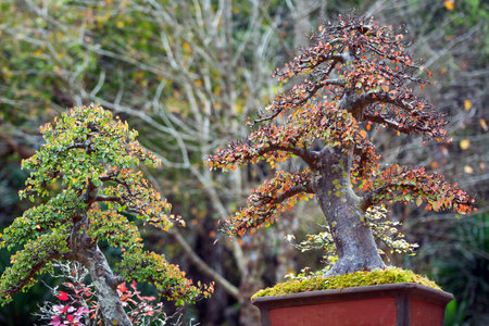 Bonsai trees in the park.の写真素材