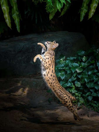 Action leaps of wild cats  (Iberian Lynx, Lynx pardinus).の写真素材