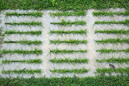 Pattern of cement path in the lawn.の写真素材