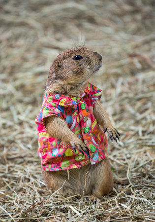 Prairie dog cute pet.の写真素材