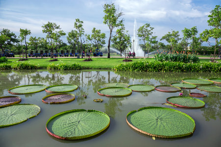 Bua Victoria (Victoria waterlily)  in the park.の写真素材
