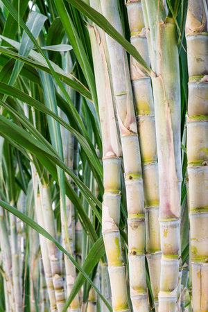Fresh sugarcane trees in the garden.の写真素材