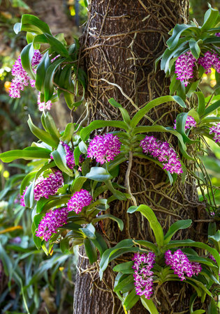 Orchid flowers are blooming in the garden.