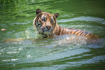 Indochina tiger is playing in the water.の写真素材