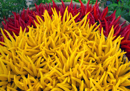 Colors of fresh peppers, herbs for cooking.の写真素材