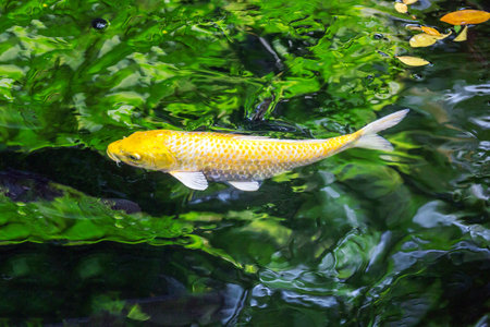 Koi swimming in the pond.の写真素材