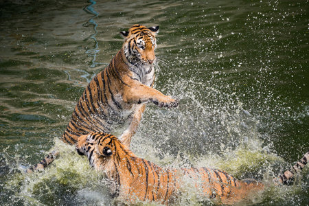 Indochinese tiger playing in the water.