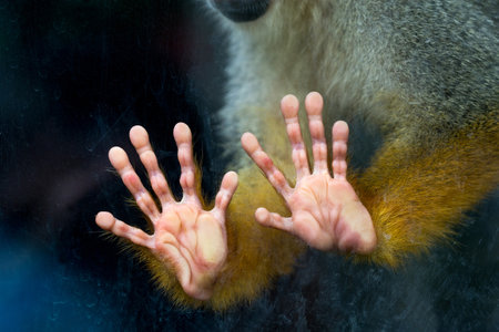Squirrel monkey hand.