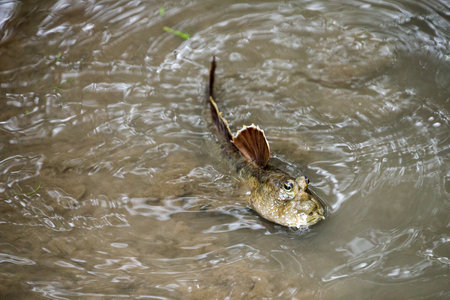 Mudskipper, Amphibious fish are swimming.
