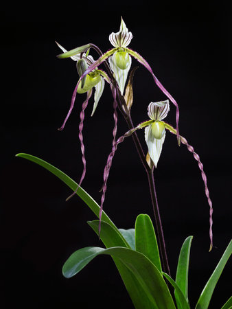 Paphiopedilum orchid on a black background.の写真素材