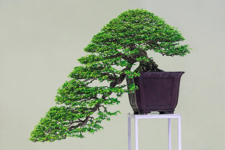 Bonsai tree in a pot.の写真素材
