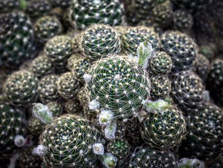 Colorful patterns of cactus, desert plants.の写真素材