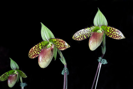 Paphiopedilum on a black background.の写真素材