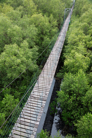 Bridge walkway of natural mangrove forests.の写真素材
