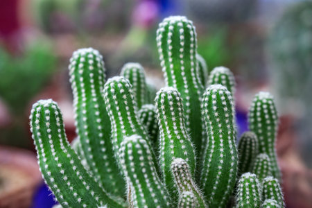 Colorful cactus desert plants in pots.の写真素材