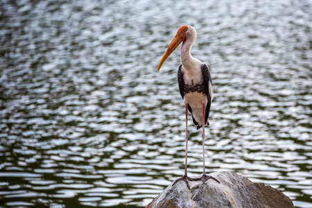 Painted Stork (Mycteria leucocephala) on the rocks along the swamp.の写真素材