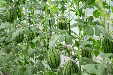 Fresh watermelon in the planting field.の写真素材