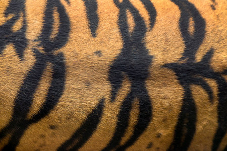 Colorful patterns of tiger skin.の写真素材