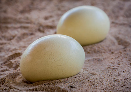 Ostrich eggs on the sand.の写真素材