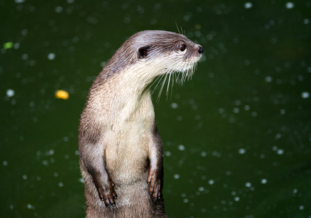 Small-clawed Otter Resting in natural swamps.の写真素材