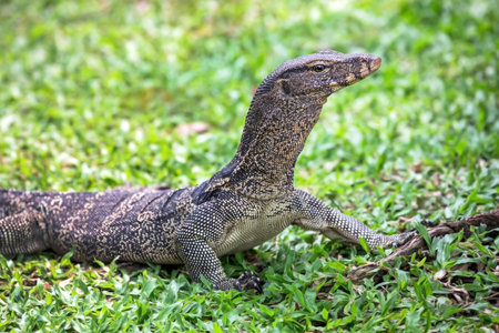 Tree Monitor, Bengal Monitor, (Varanus bengalensis) resting in nature.