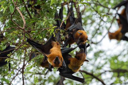 Lyle's Flying Fox (Pteropus lylei) resting in a tree.の写真素材