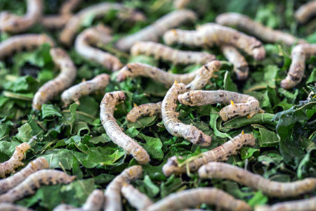 Silkworms are eating mulberry leaves.の写真素材