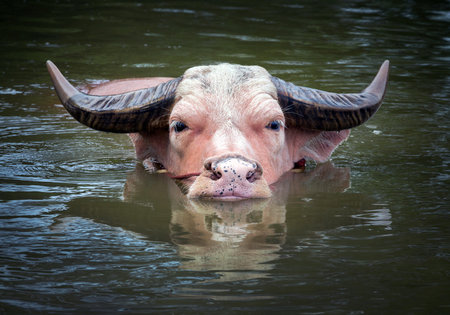 Water buffalo are resting in the swamp.の写真素材