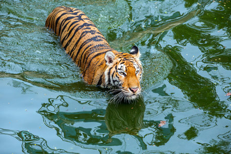 Asian tiger is playing in the water.