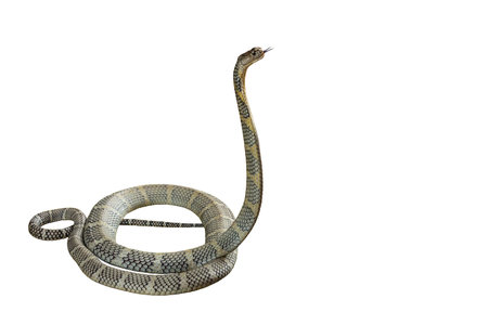 King cobra on a white background.の写真素材