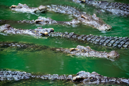 Freshwater crocodiles in  the swamps.の写真素材