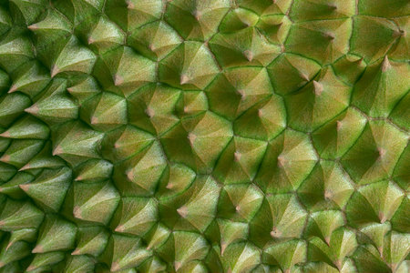 The pattern of durian skin.の写真素材