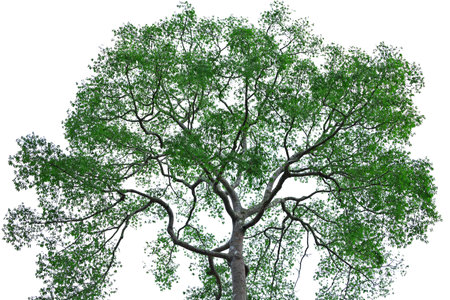 Tree on a white background