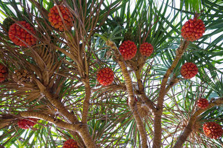 Screw Pine  trees are fruiting.の写真素材