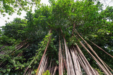 Banyan tree in the park.の写真素材