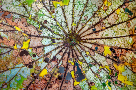 Patterns and colors on the lotus leaf.の写真素材