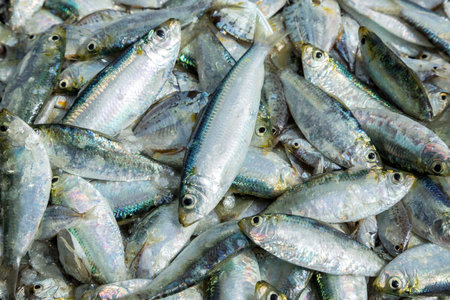 Fresh sea fish in the market for cooking.の写真素材