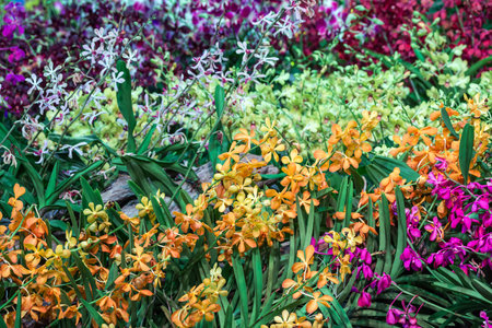 Colorful orchids for the background.の写真素材